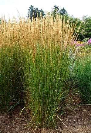 Calamagrostis Karl Foerster Grass - Ornamental Feather Reed, Karl ...