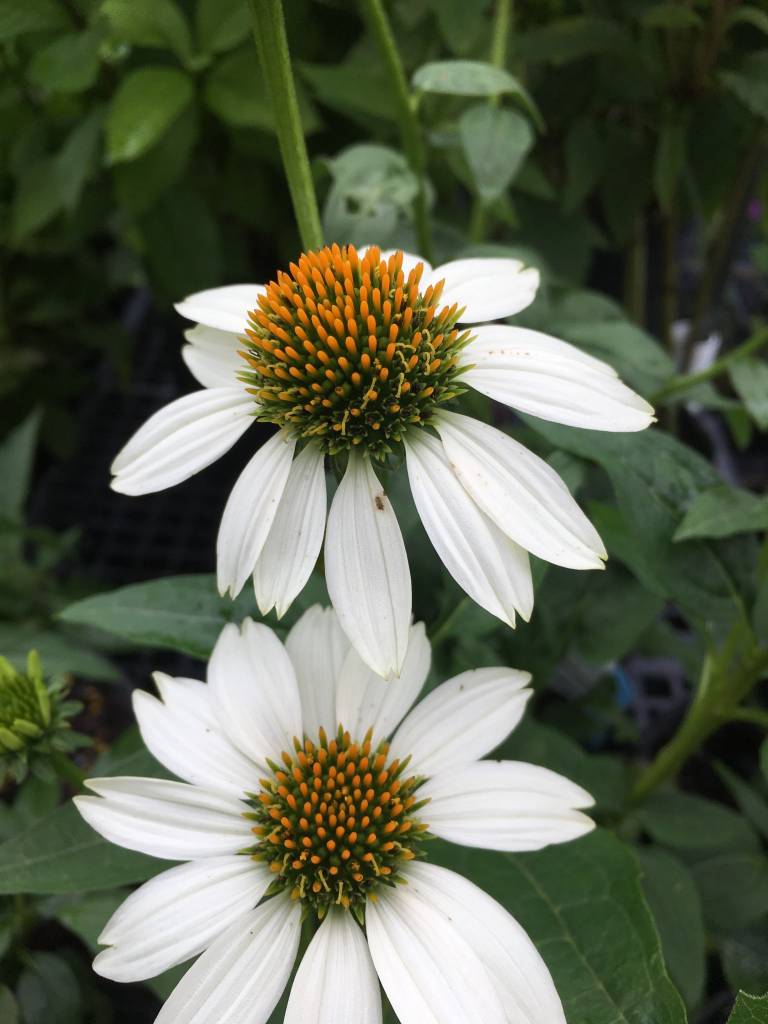 Echinacea Pur Pow Wow White Coneflower 1 Behmerwald Nursery Pow Wow White Coneflower 1