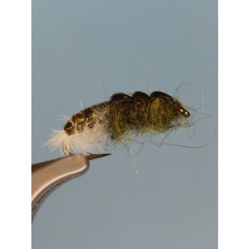 Hydropsyche Caddis Larva Hydropsyche Caddis Larva