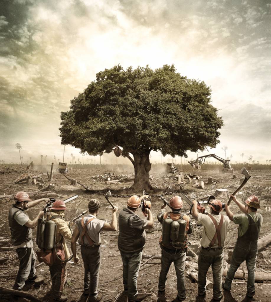 Déforestation : 30 publicités qui choquent