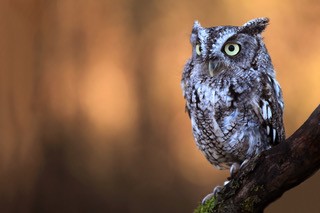 Cool Birds of Houston