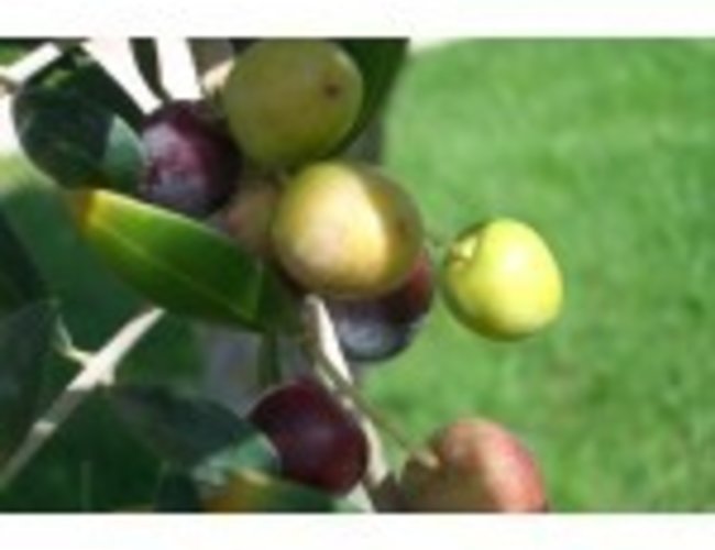 Sous les oliviers Huile d'olive extra vierge ORGANIQUE Arbonasa de Californie