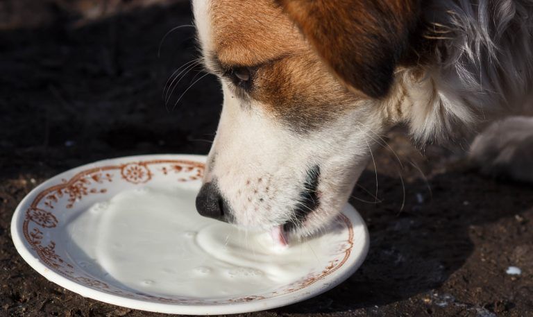 The Scoop on Raw Goat's Milk