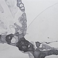Calico Calico Wallpaper, Microcosmos