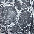 Calico Calico Wallpaper - Calico Collection