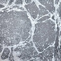 Calico Calico Wallpaper - Calico Collection
