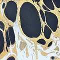 Calico Calico Wallpaper - Calico Collection