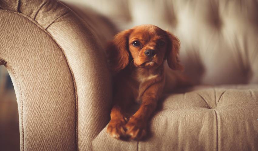 Training Your Pet Not to Get on the Furniture