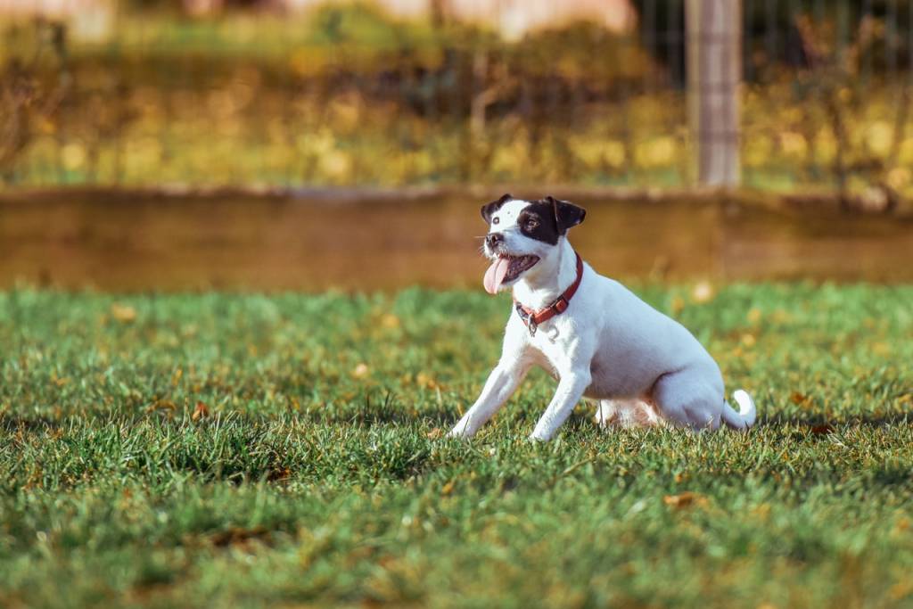 Joint Health For Your Dog