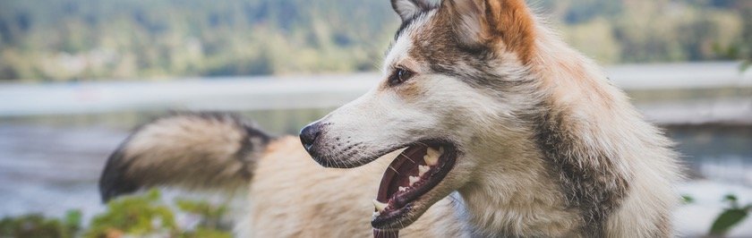 Pet Care: Grooming Your Dog