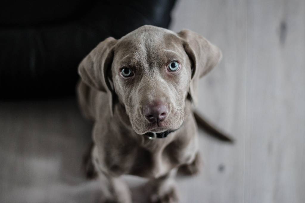 What To Consider When Buying Dog Food