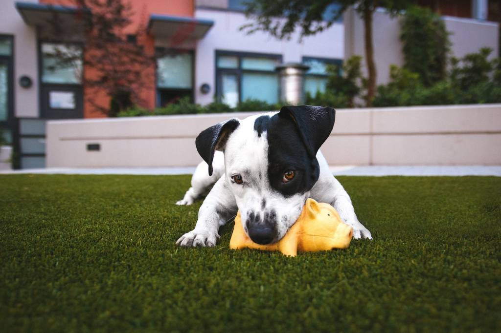 The Joys of Dog Toys