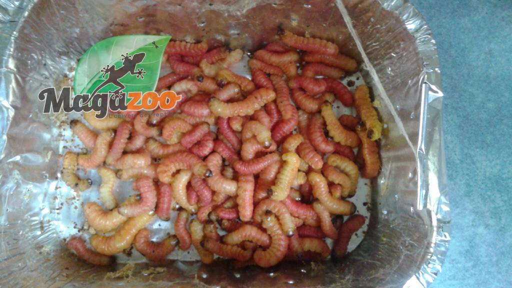 Vers de beurre butter worm Magazoo, l'Univers des Reptiles