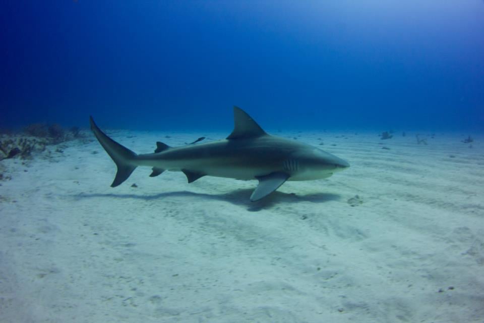 Catching bull sharks in the swimming hole on them @Nocturnal Nation Ho