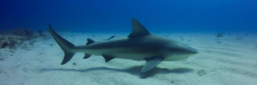 Creature Feature: Bull Sharks