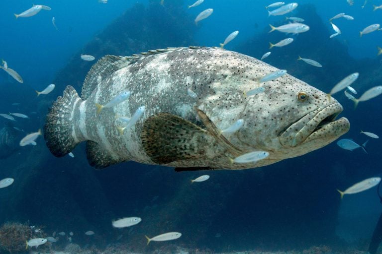 giant grouper fish