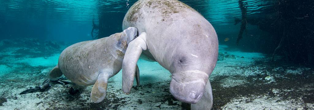 Meeting a Manatee, the Gentle Giant