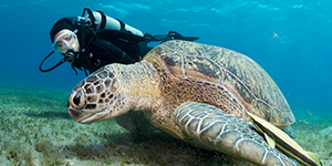 Best South Florida Scuba Certification