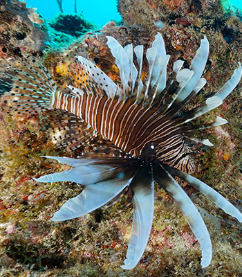 Lionfish