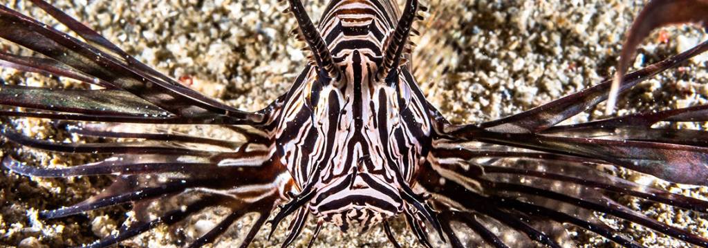 Lionfish… Be the Predator