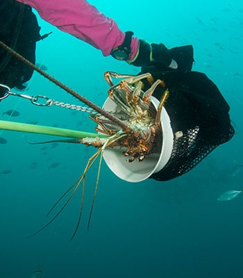 Spiny Lobster Mini Season