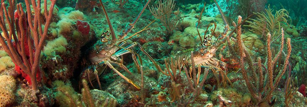 Get Prepared... it's lobster mini Season!