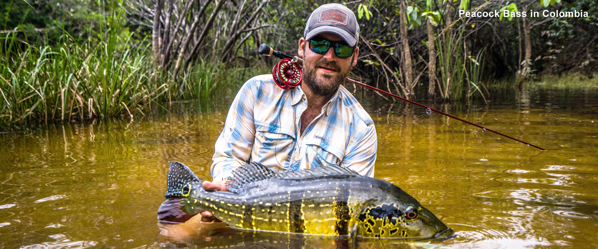 Peacock Bass Colombia Urban Angler Travel