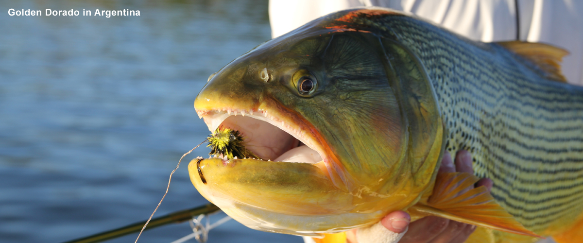 Golden Dorado Argentina Urban Angler Travel