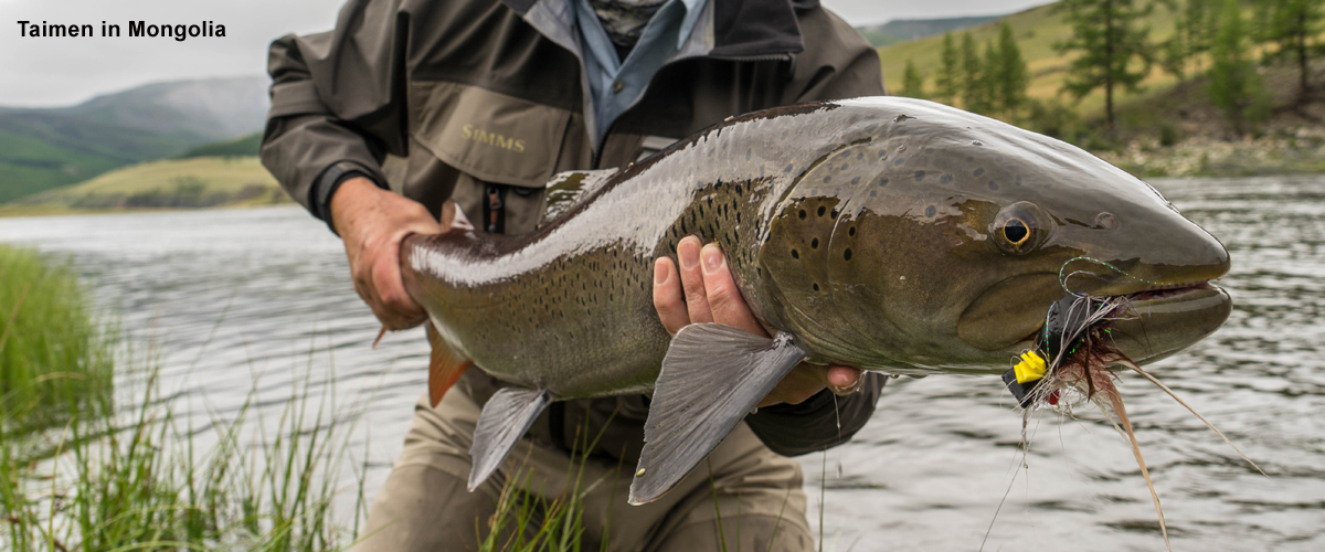 Taimen Mongolia Urban Angler Travel