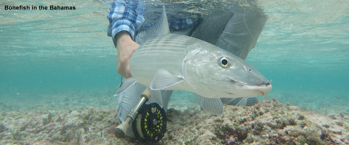 Bonefish Andros Island Bahamas Urban Angler Travel