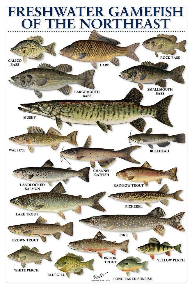 Freshwater Gamefish Poster Of Northeast On The Water