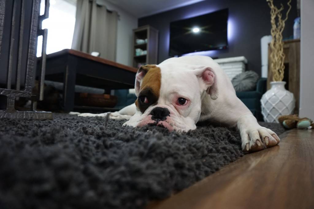Could Your Pets Suffer From SAD?