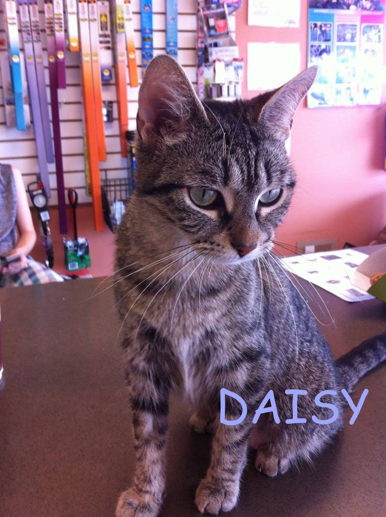 DAISY (Adopted)