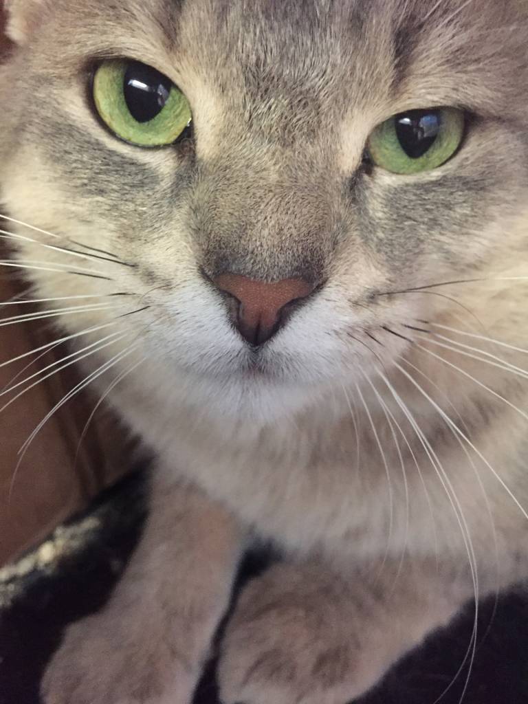 JO JO (Adopted)