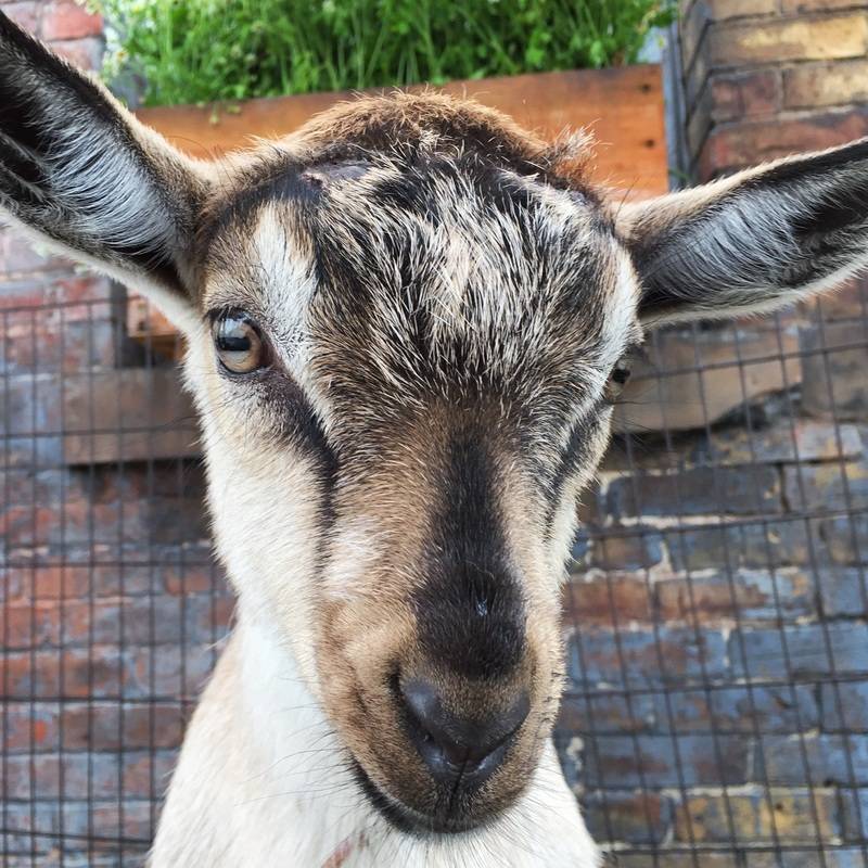 Goats in the City 2016