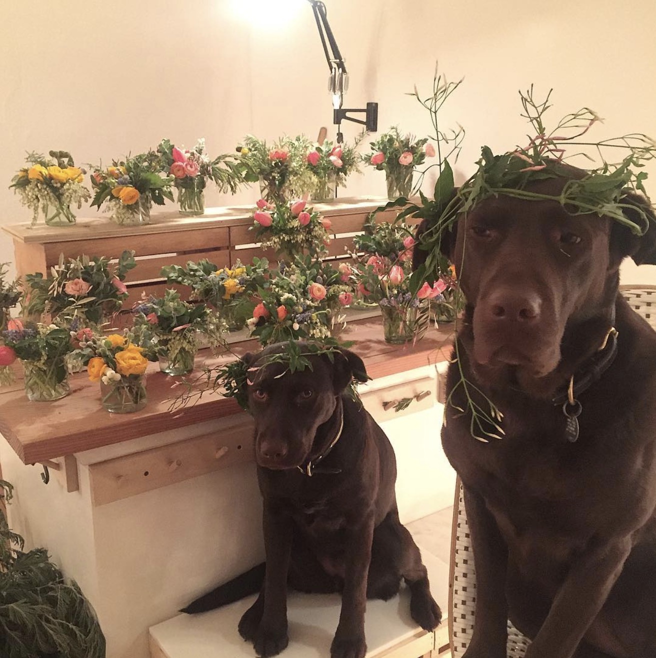 Labs in Flower Crowns Shop Dog