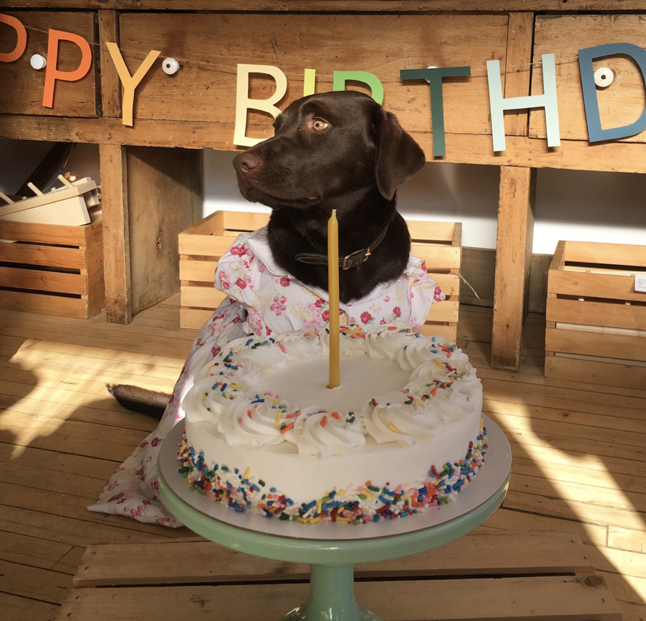 Turnip Shop Dog Birthday Cake Dress