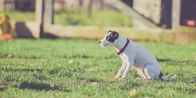 Potentially Dangerous Items Outdoors That Can Harm Your Pet