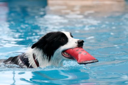 Keep Your Dog Safe Around Your Pool