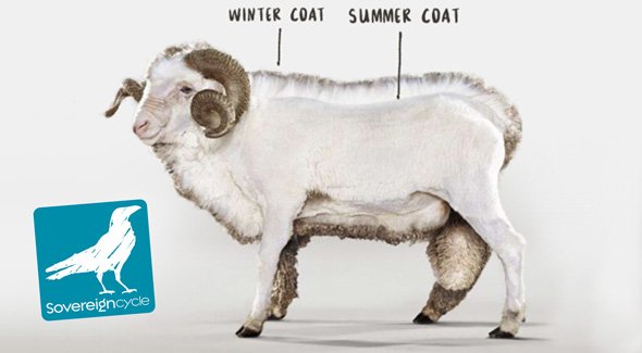 Icebreaker Merino at Sovereign Cycle.