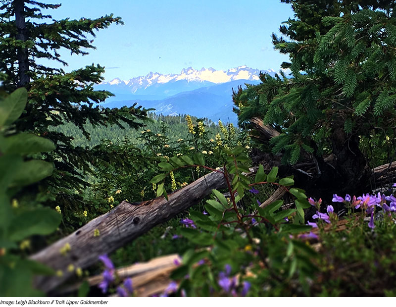 Sovereign Cycle Ride Diary: Finding Awesome in Nelson, BC. Image by Leigh Blackburn on Upper Goldmember trail.