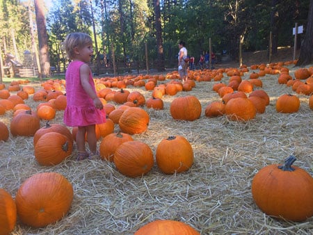 Pumpkin Patches