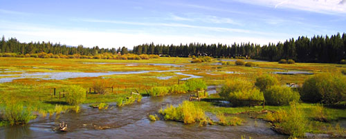 Johnson Meadow