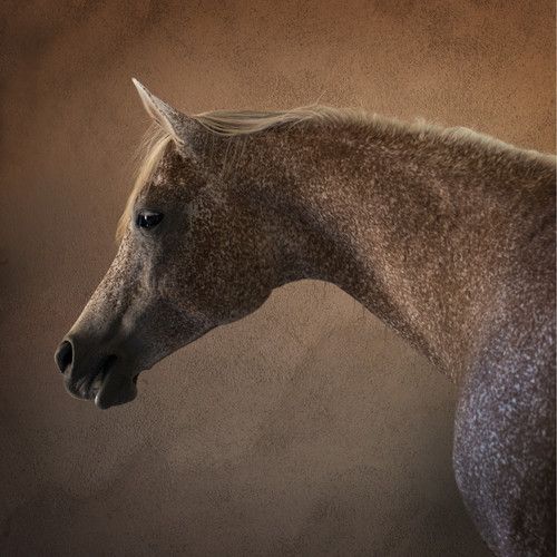 Bronzed Profile