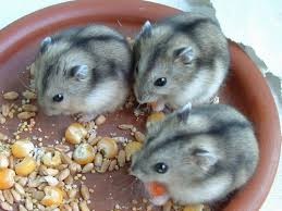 Niacin, Vitamin B3, Rescues Hamsters from Cannibalism and traces its importance for curing pellegra and use for schizophrenia and vision.