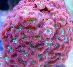 LPS Colonies