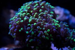 Products tagged with branching frogspawn