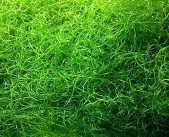 Algae & Sea Grasses