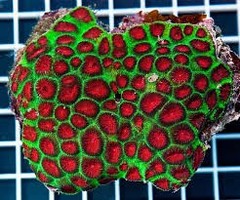 Products tagged with christmas coral