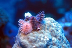 SPS Colonies